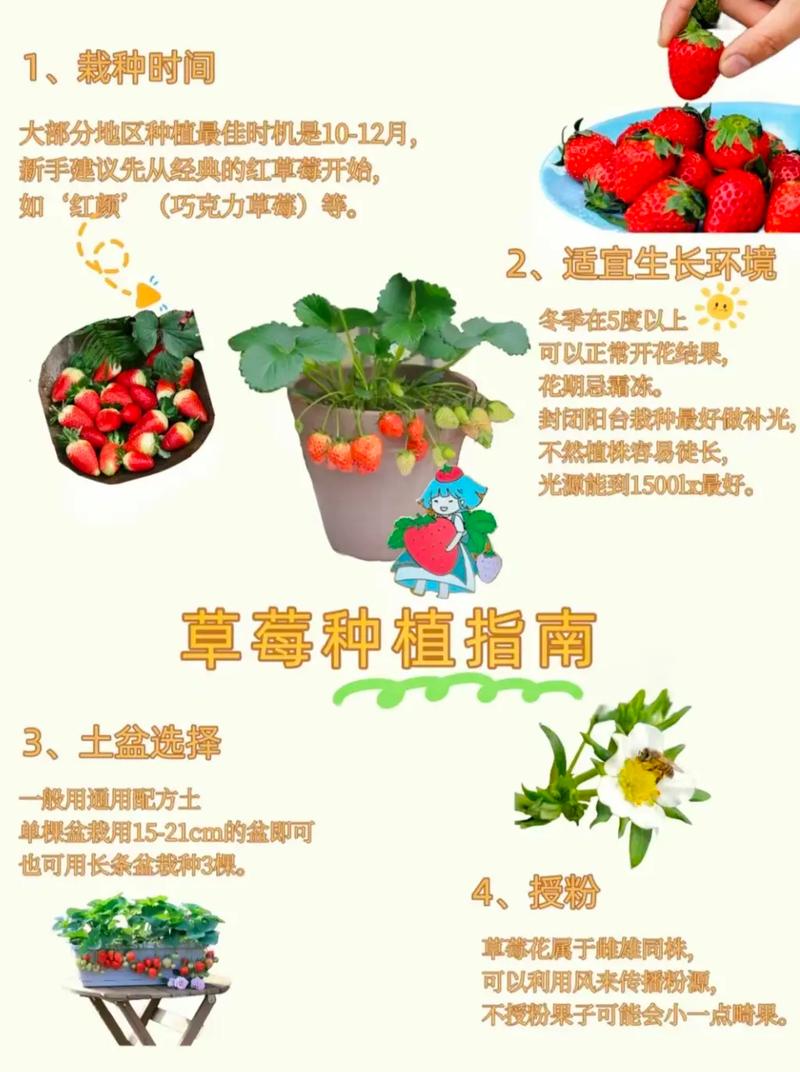 草莓种植技术有哪些关键要点？-图1