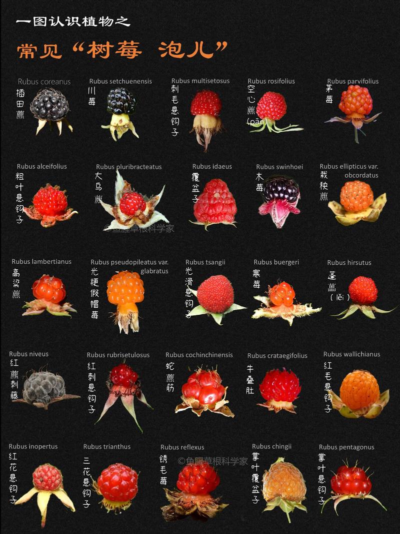 树莓品种口感怎么选？-图2