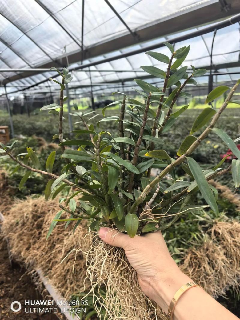 加盟铁皮石斛种植技术，难点与门槛在哪？-图1