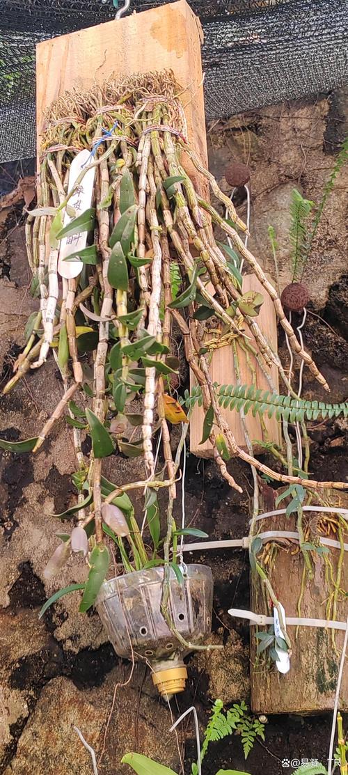 加盟铁皮石斛种植技术，难点与门槛在哪？-图2