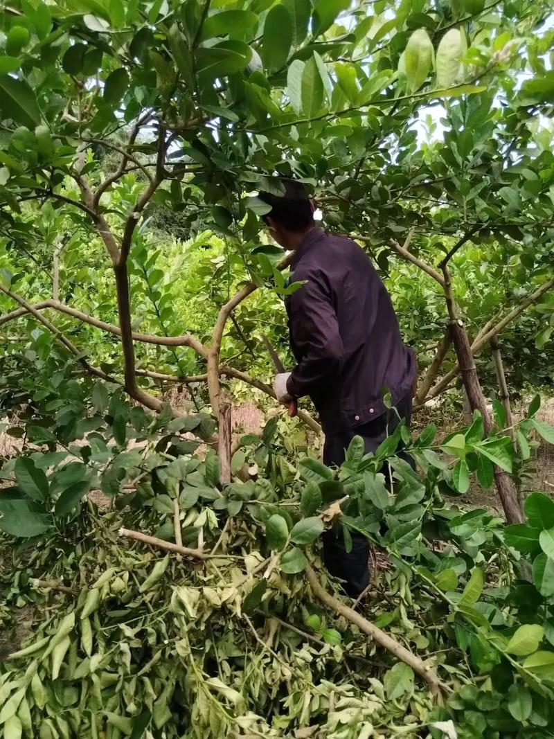 柠檬修剪如何科学管理？-图1