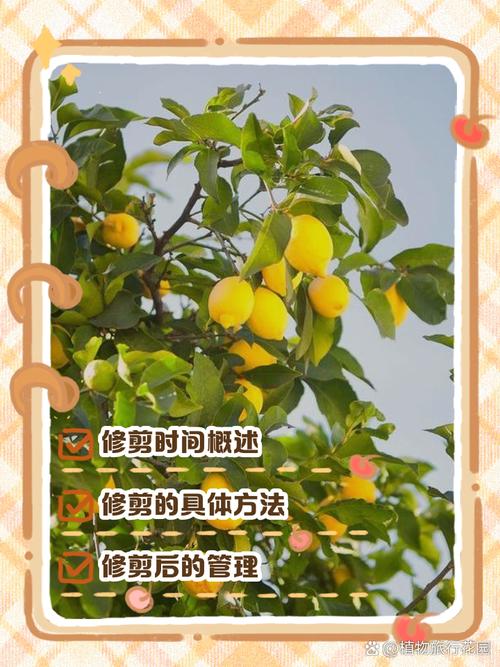 柠檬修剪如何科学管理？-图3