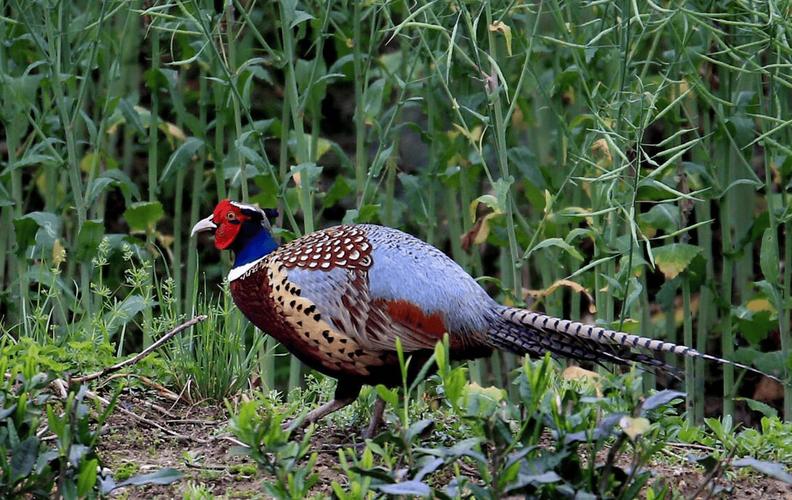 野鸡品种有哪些？附图片看特征？-图3