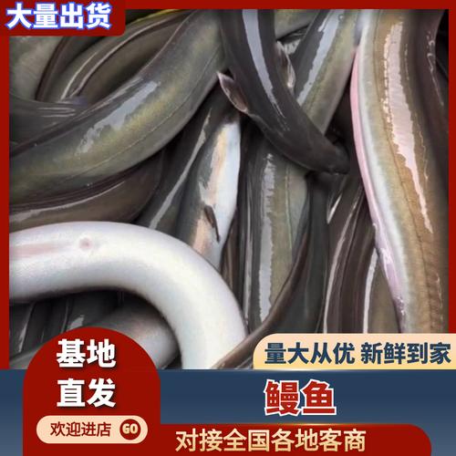 鳗鱼批发价差异大?地区影响如何?-图1 鳗鱼批发价差异大?地区影响如何?-图1