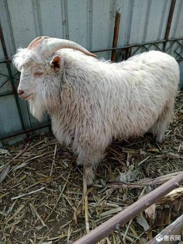 辽宁快速肉用种羊品种有哪些优势?-图1 辽宁快速肉用种羊品种有哪些优势?-图1