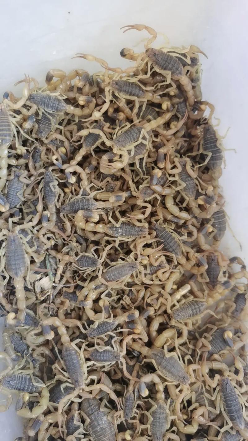 甘肃天水秦安蝎子品种有何独特之处？-图1