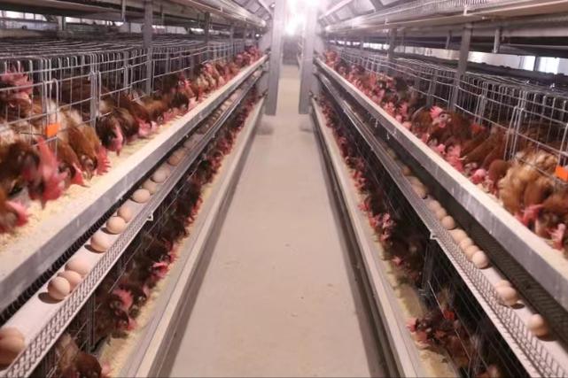 冬季蛋鸡养殖技术视频有哪些要点?-图1 冬季蛋鸡养殖技术视频有哪些要点?-图1