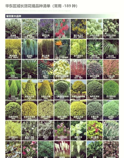 城市观光花卉有哪些常见品种名称？-图2