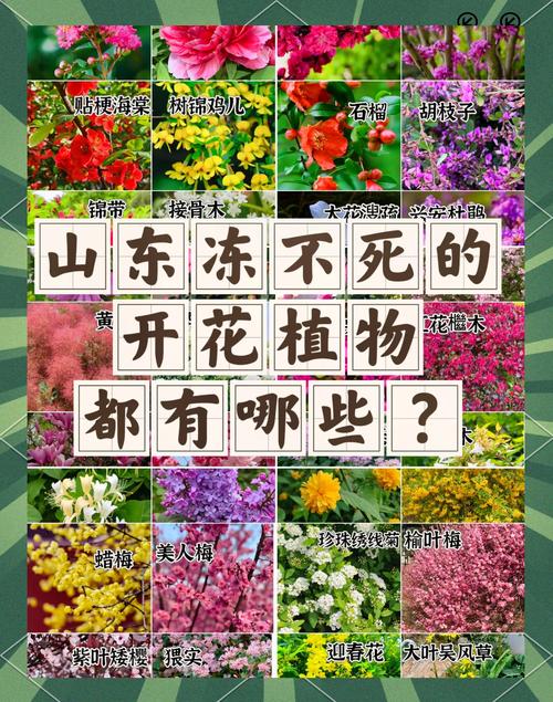 城市观光花卉有哪些常见品种名称？-图3