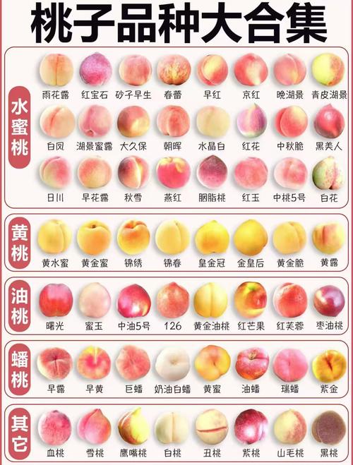 浙江桃子价格最新行情-图2