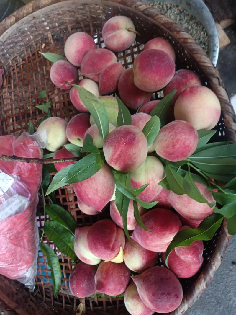 浙江桃子价格最新行情-图3