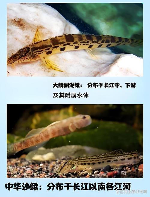 现在什么品种泥鳅最好-图1