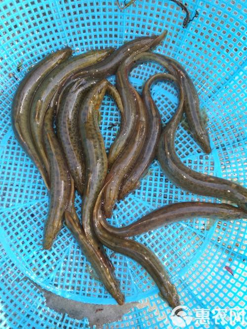 现在什么品种泥鳅最好-图2