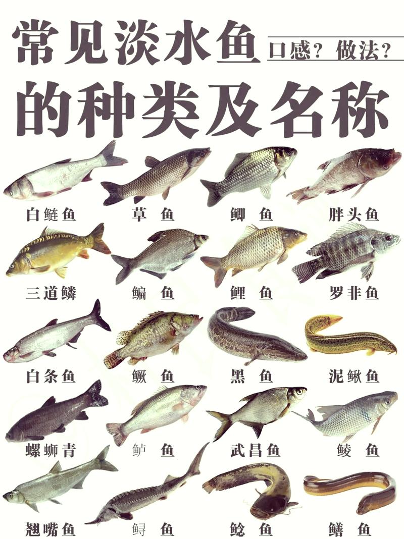 南方淡水养殖鱼类品种-图2