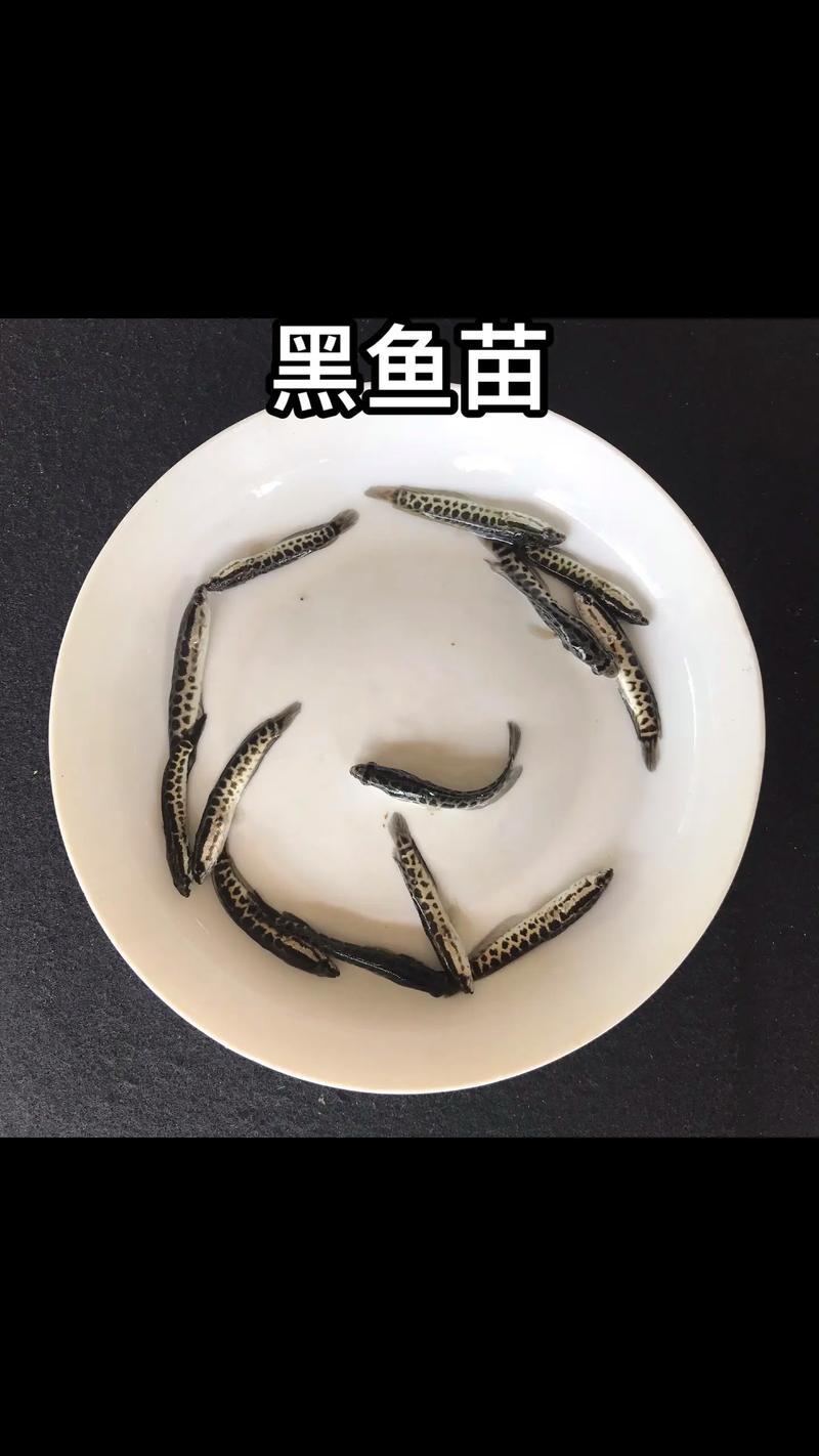 庭院黑鱼养殖技术视频,怎么养才高效?-图2 庭院黑鱼养殖技术视频,怎么养才高效?-图2