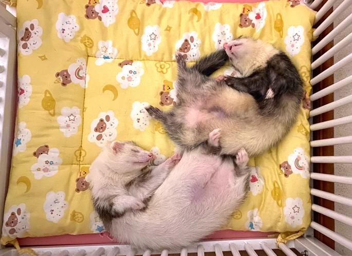 水貂狐狸养殖技术视频哪里看？-图1