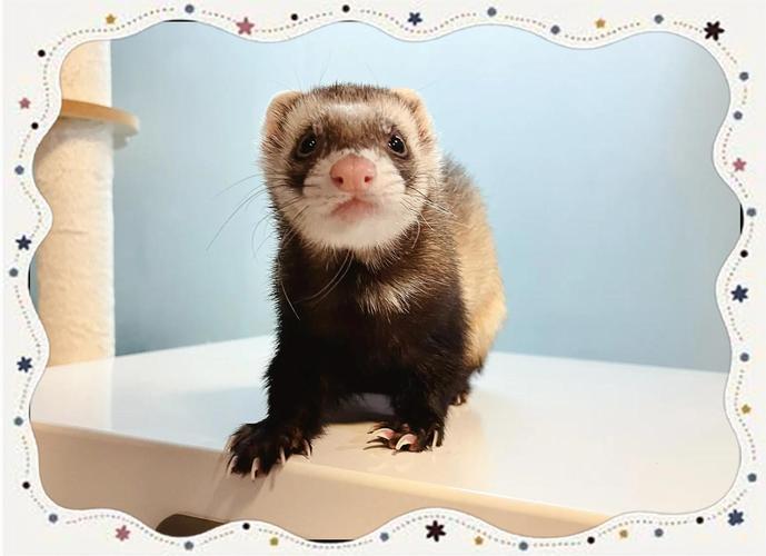 水貂狐狸养殖技术视频哪里看？-图2