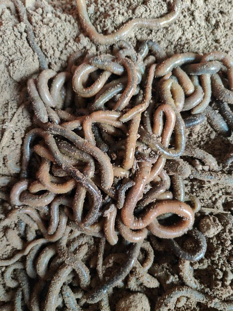 蚯蚓室内立体养殖技术-图3 蚯蚓室内立体养殖技术-图3