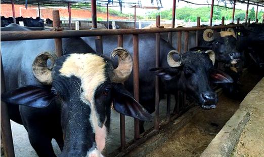 广西水牛品种有哪些?-图1 广西水牛品种有哪些?-图1