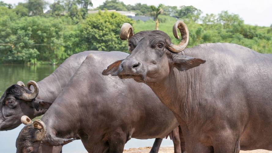 广西水牛品种有哪些?-图2 广西水牛品种有哪些?-图2