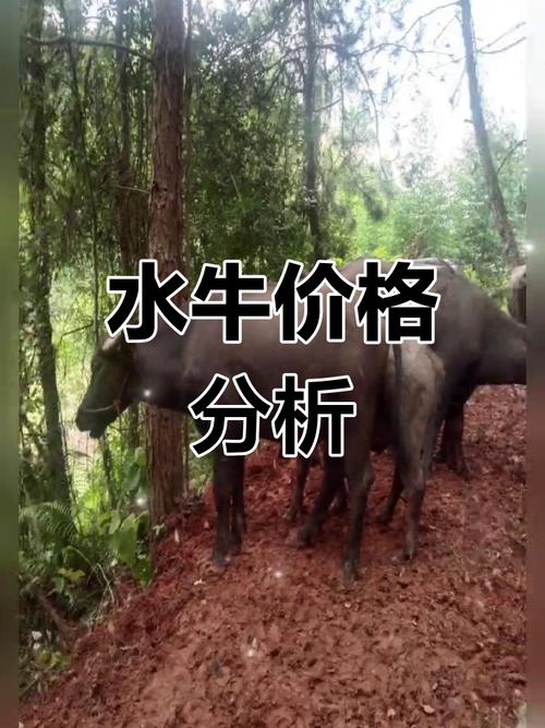 广西水牛品种有哪些?-图3 广西水牛品种有哪些?-图3