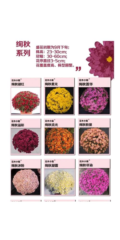 雏菊有哪些常见品种？-图2