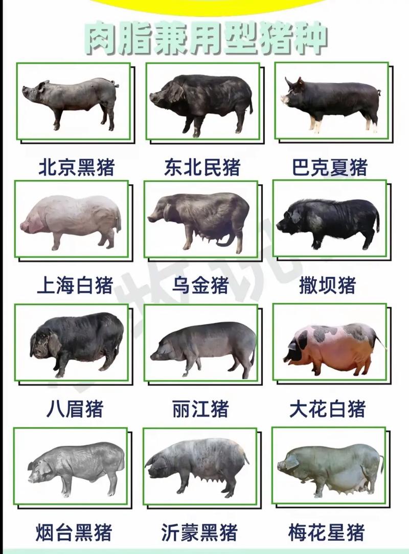 中国有哪些知名黑猪品种？-图1