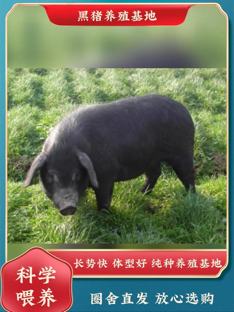 中国有哪些知名黑猪品种？-图2