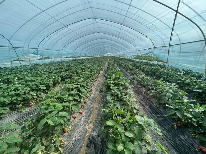 大棚草莓种什么品种好?-图1 大棚草莓种什么品种好?-图1