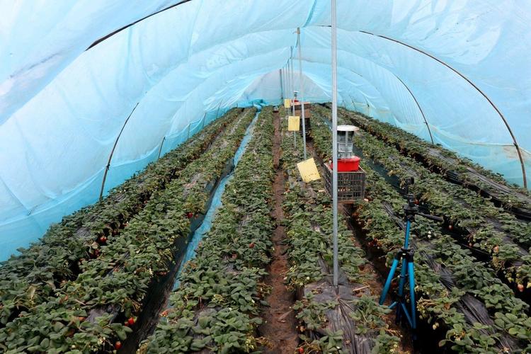 大棚草莓种什么品种好?-图2 大棚草莓种什么品种好?-图2