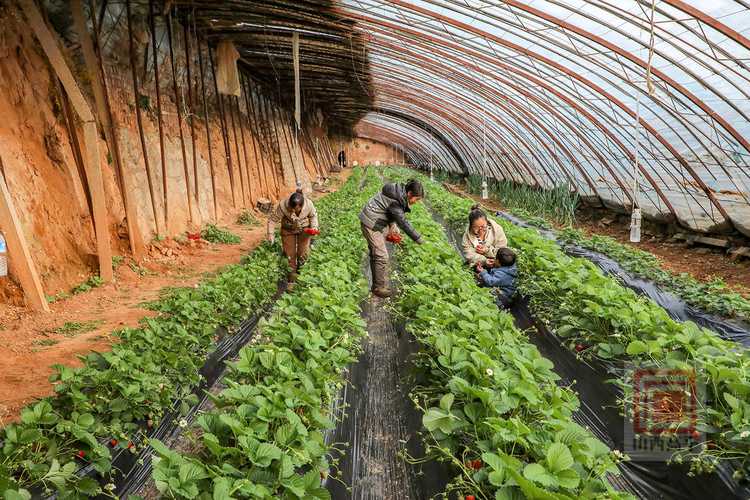 大棚草莓种什么品种好?-图3 大棚草莓种什么品种好?-图3