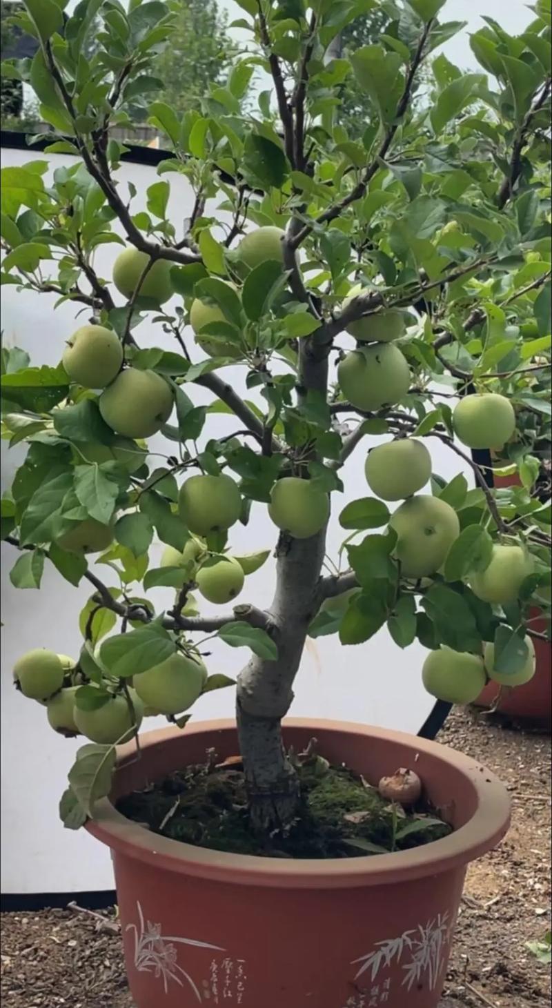果树盆景种植视频，新手能快速学会吗？-图2