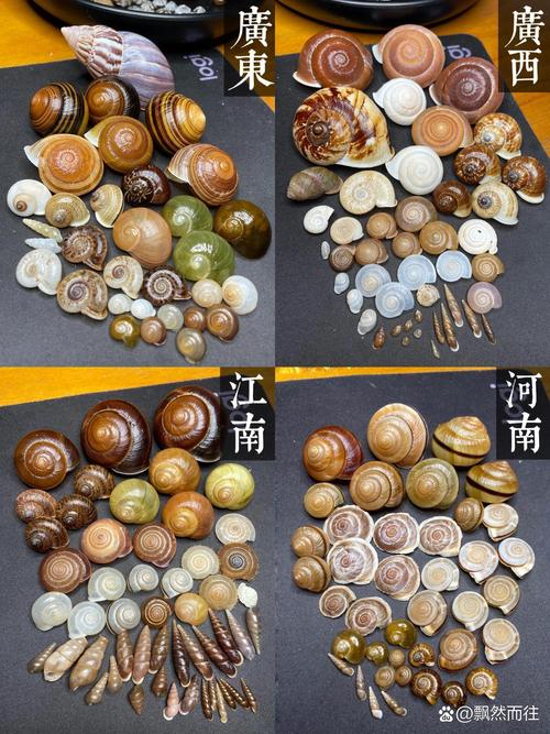 中国常见养殖蜗牛品种有哪些?-图3 中国常见养殖蜗牛品种有哪些?-图3