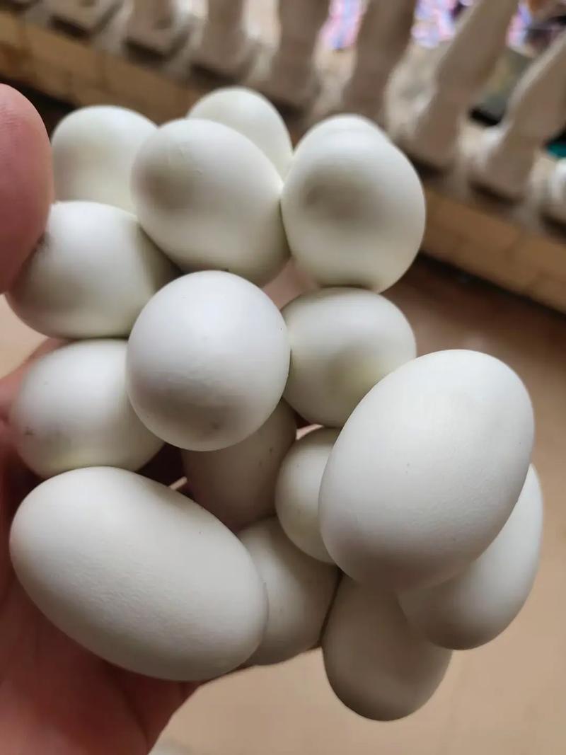 2025越南蛇蛋价格会涨还是跌？-图1