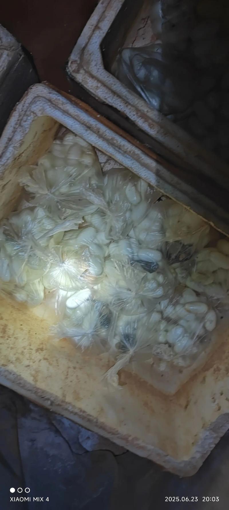 2025越南蛇蛋价格会涨还是跌？-图3