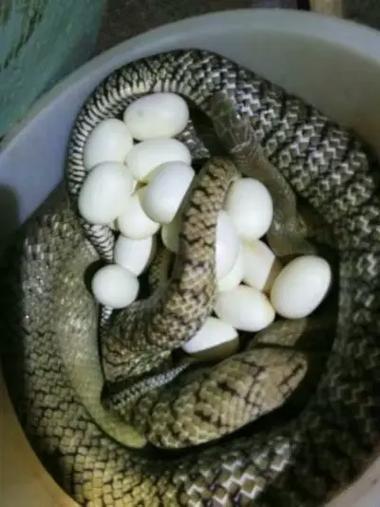 2025越南蛇蛋价格会涨还是跌？-图2