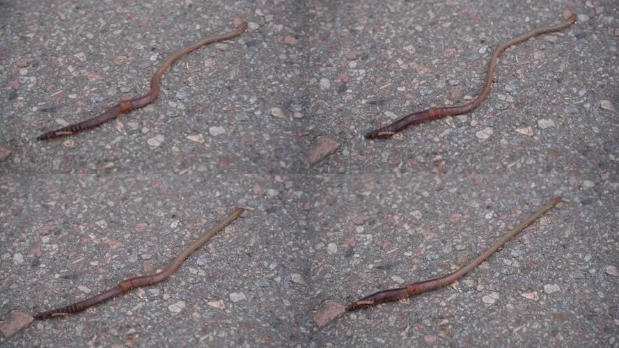 蚯蚓家庭室内技术视频怎么做?-图2 蚯蚓家庭室内技术视频怎么做?-图2