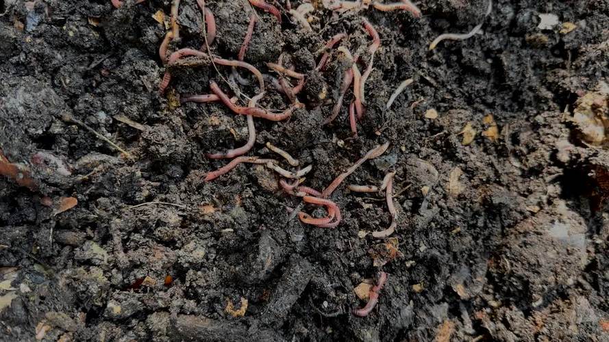 蚯蚓家庭室内技术视频怎么做?-图1 蚯蚓家庭室内技术视频怎么做?-图1