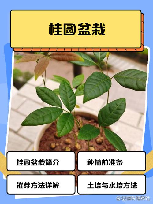 桂圆树苗品种如何快速辨别？-图2