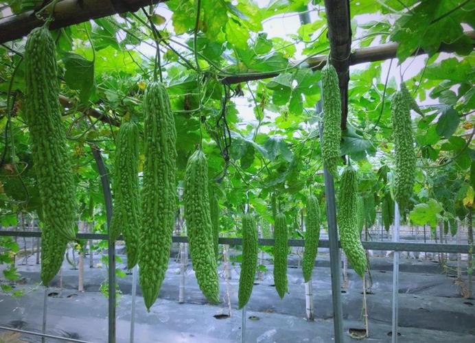 秋季露地苦瓜咋种植？关键技巧有哪些？-图1