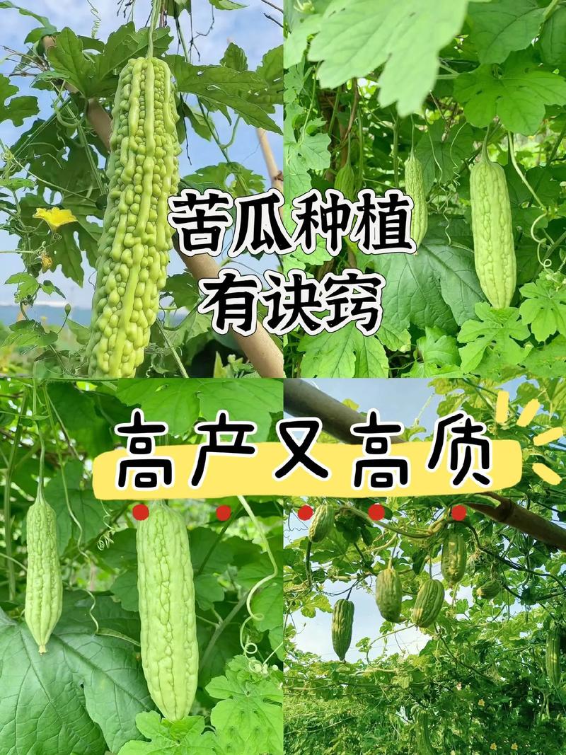 秋季露地苦瓜咋种植？关键技巧有哪些？-图2