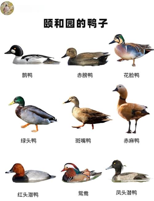 这几个品种鸭子各有什么特征？-图2