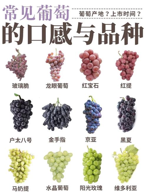 葡萄品种图片大全，收录了多少品种？-图2