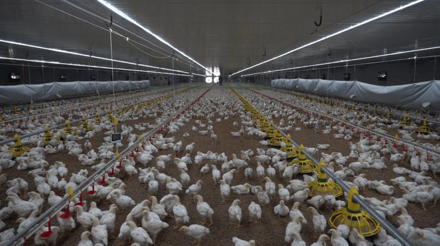 如何实现肉鸡健康高效养殖？-图1