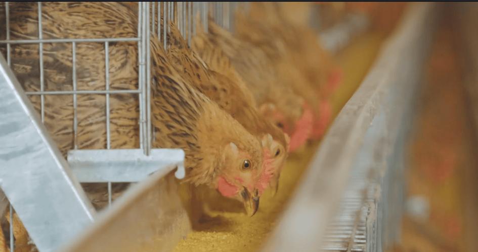 如何实现肉鸡健康高效养殖？-图2