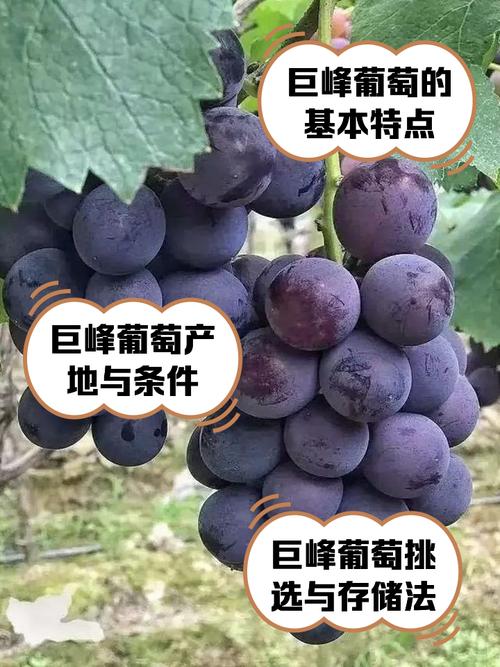 优质高档葡萄有哪些品种？-图2