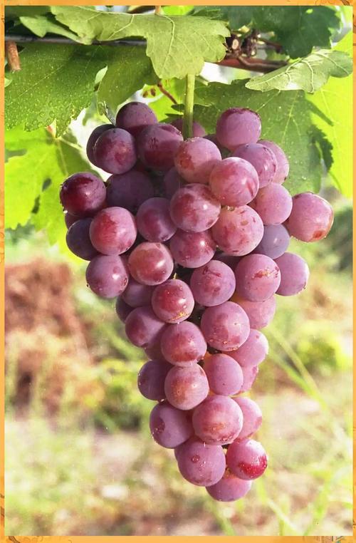 优质高档葡萄有哪些品种？-图3