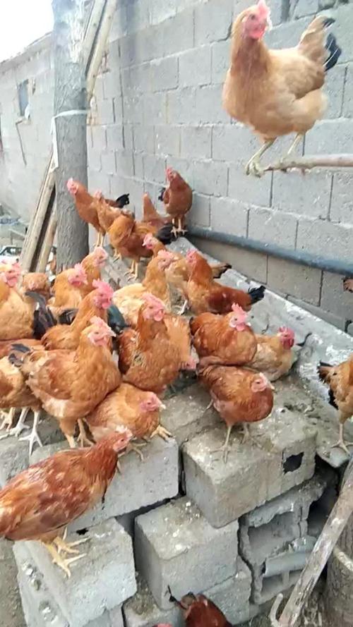 山东有哪些知名地方土鸡良种？-图2