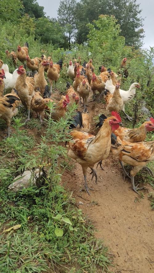 山东有哪些知名地方土鸡良种？-图3