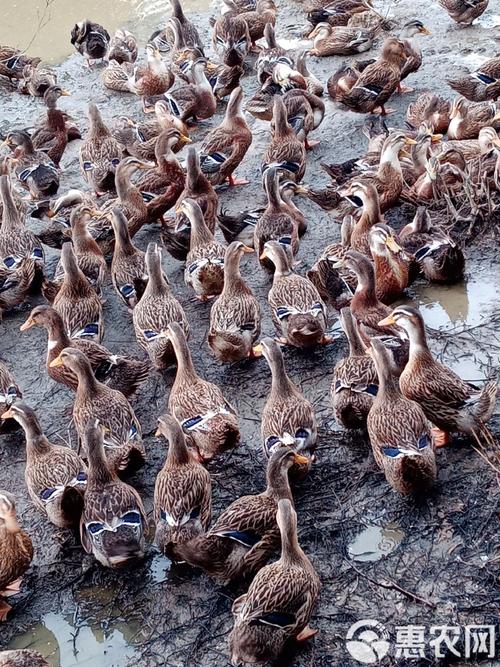 常见鸭子养殖品种有哪些？-图2